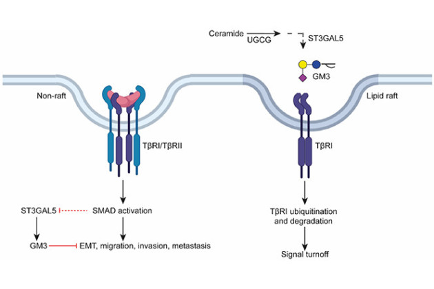 COLLABORATIVE EFFORT OF CCB AND CPM DEPARTMENTS AT LUMC REVEALS HOW GLYCOLIPIDS CONTROL TGF-b SIGNALING IN LUNG CANCER CELLS